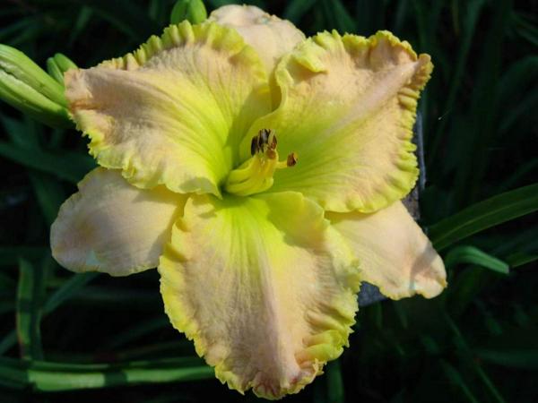 Chartreuse Wonder
